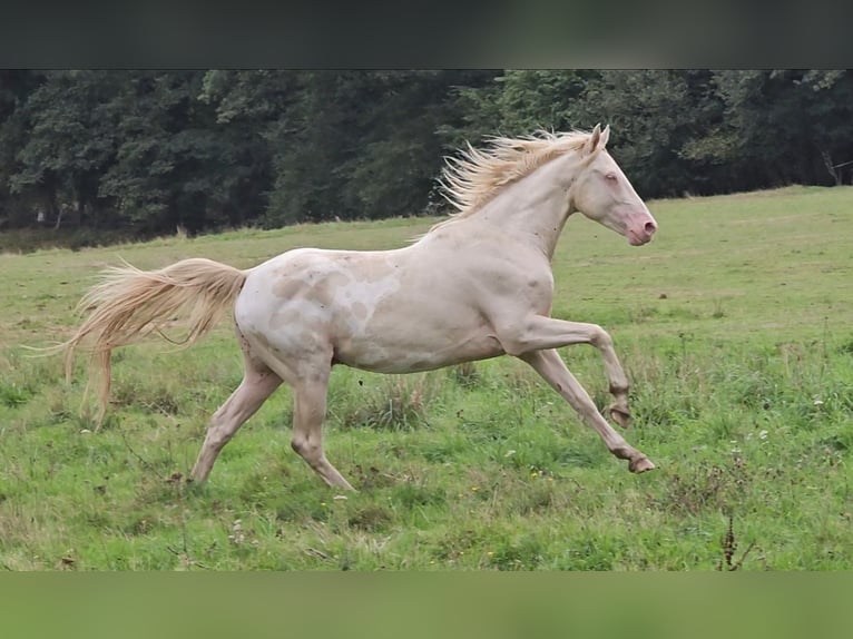 Other Breeds Stallion 5 years 15,1 hh Perlino in Compreignac