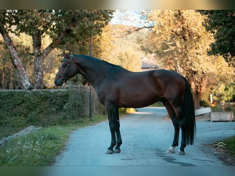 Other Breeds Stallion 5 years 16 hh Bay-Dark in Embrun Other Breeds Stallion 5 years 16 hh Bay-Dark in Embrun