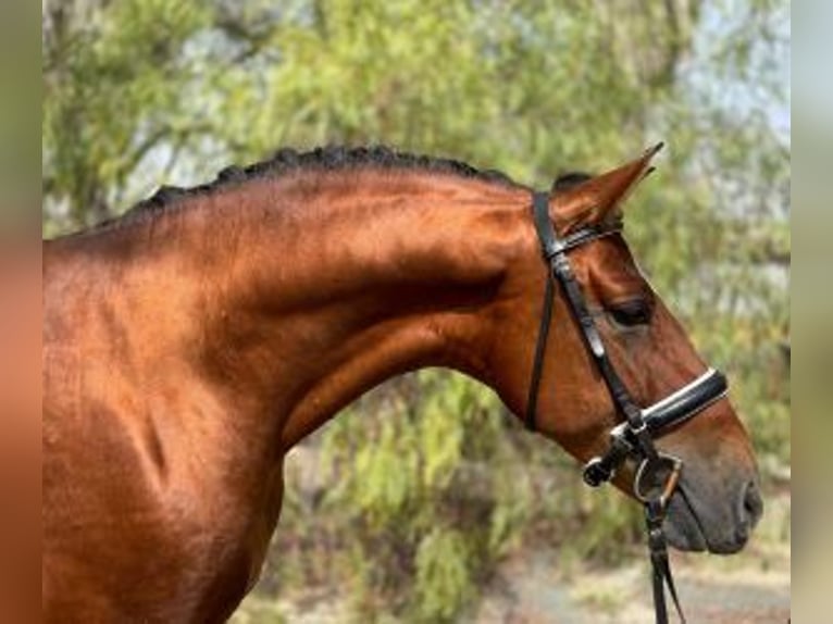 Other Breeds Mix Stallion 5 years 16 hh Bay in Alicante/Alacant
