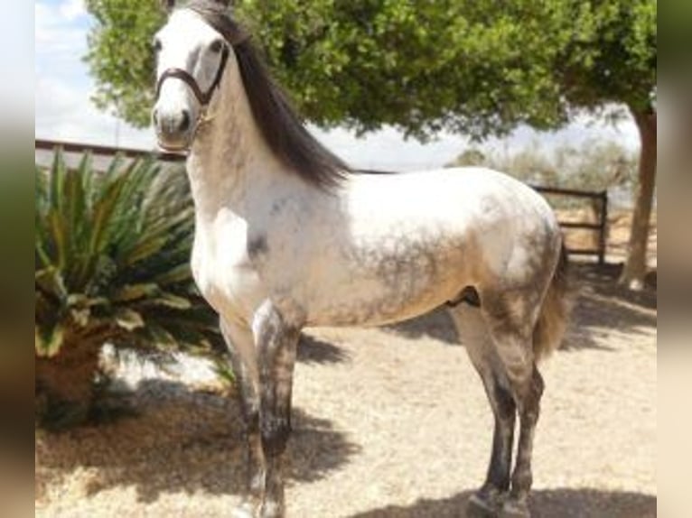 Other Breeds Mix Stallion 5 years 16 hh Gray in Alicante