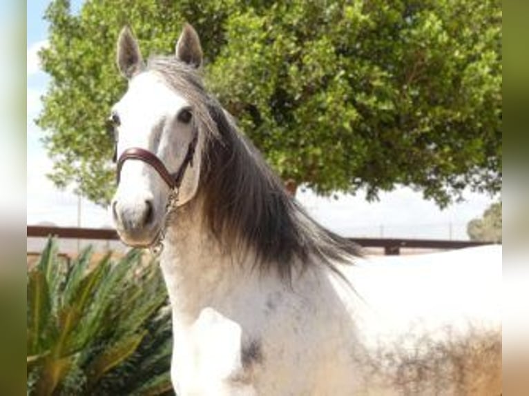 Other Breeds Mix Stallion 5 years 16 hh Gray in Alicante