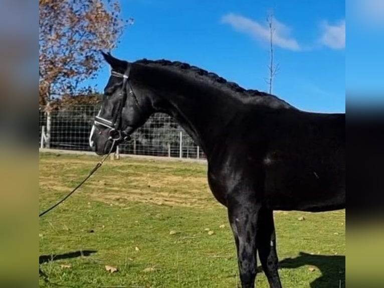 Other Breeds Mix Stallion 5 years 17 hh Bay in Gijon