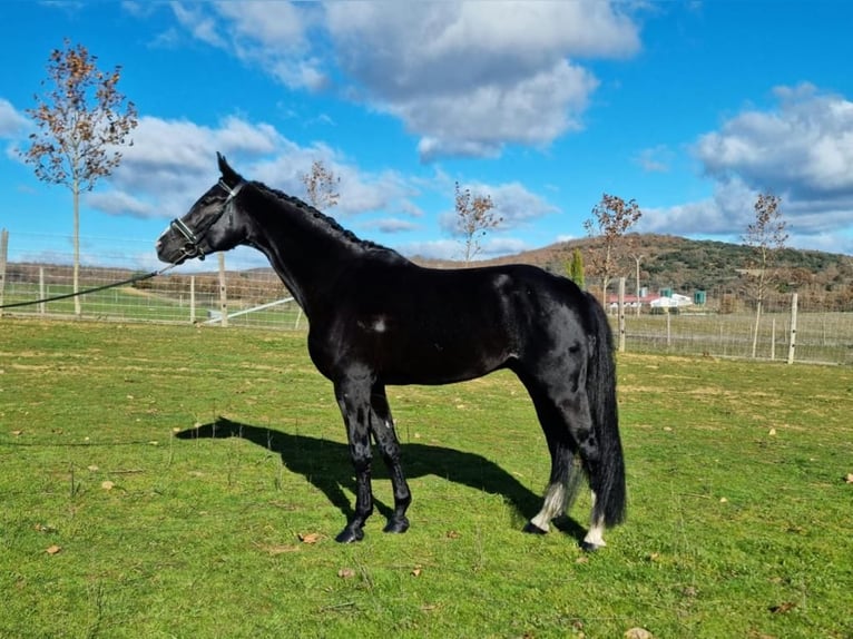Other Breeds Mix Stallion 5 years 17 hh Bay in Gijon