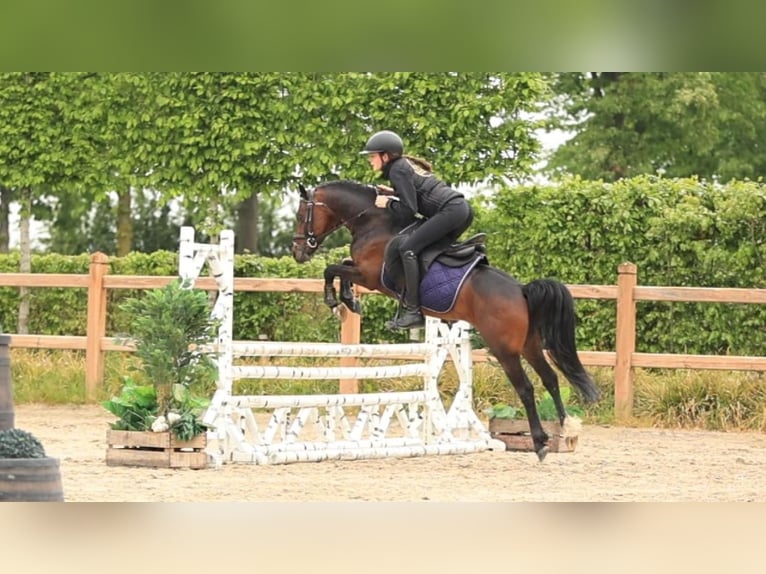 Other Breeds Stallion 6 years 12.1 hh Brown in Oost West en Middelbeers