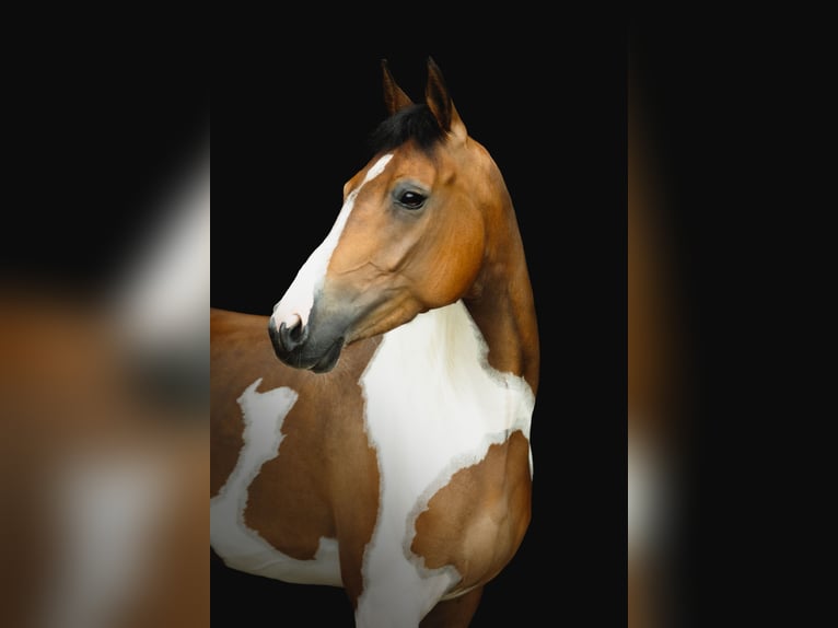 Other Breeds Stallion 6 years 14,2 hh Pinto in GROTE-BROGEL