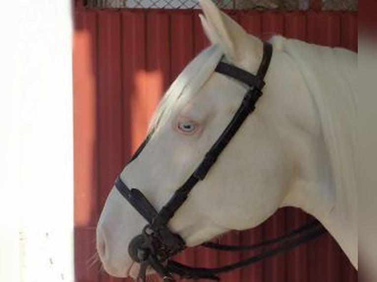 Other Breeds Mix Stallion 6 years 15,1 hh Overo-all-colors in Gijon