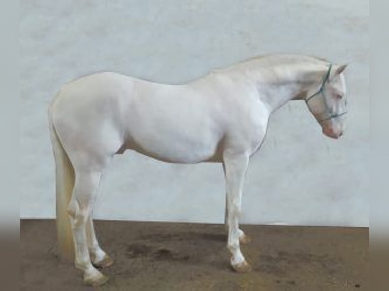 Other Breeds Mix Stallion 6 years 15,1 hh Overo-all-colors in Gijon