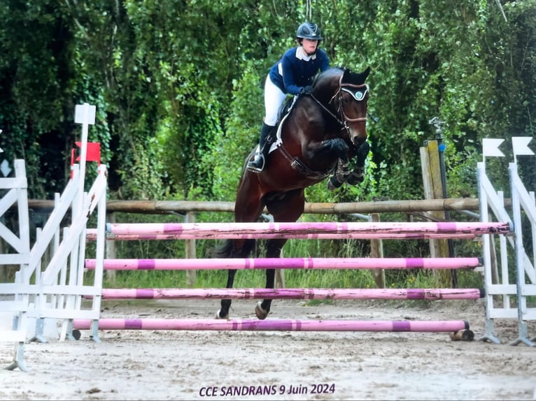 Other Breeds Stallion 6 years 16 hh Bay-Dark in Embrun