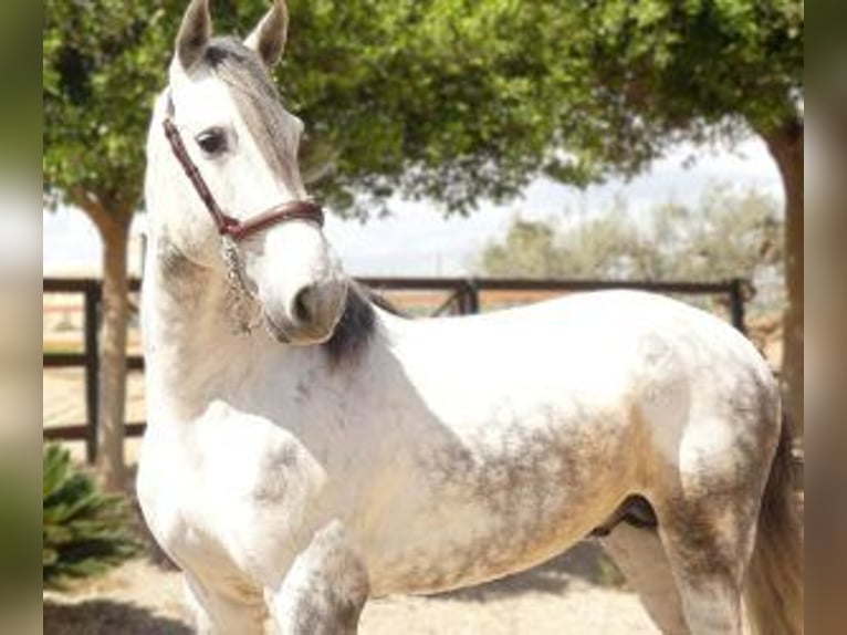 Other Breeds Mix Stallion 6 years 16 hh Gray in Alicante