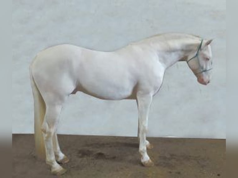 Other Breeds Mix Stallion 7 years 15,1 hh Overo-all-colors in Gijon