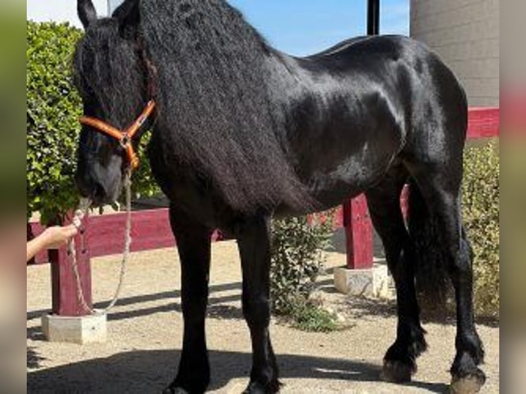 Other Breeds Mix Stallion 7 years 15,2 hh Black in Sevilla
