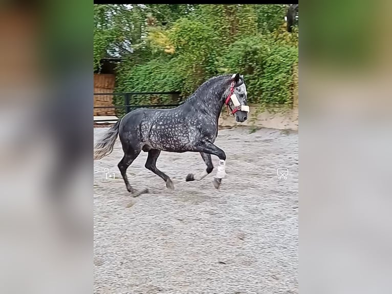 Other Breeds Stallion 7 years 15,2 hh Gray in NAVAS DEL MADRONO