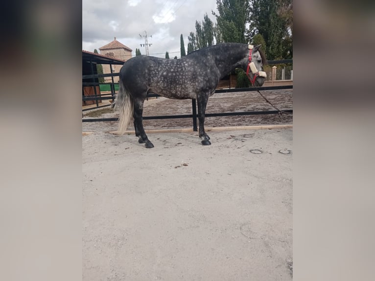 Other Breeds Stallion 7 years 15,2 hh Gray in NAVAS DEL MADRONO