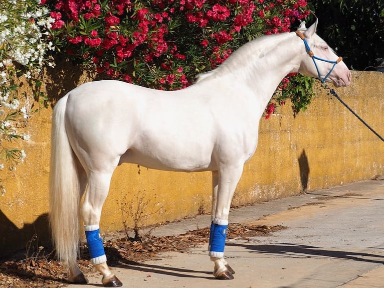 Other Breeds Stallion 7 years 15,2 hh Perlino in NAVAS DEL MADRONO