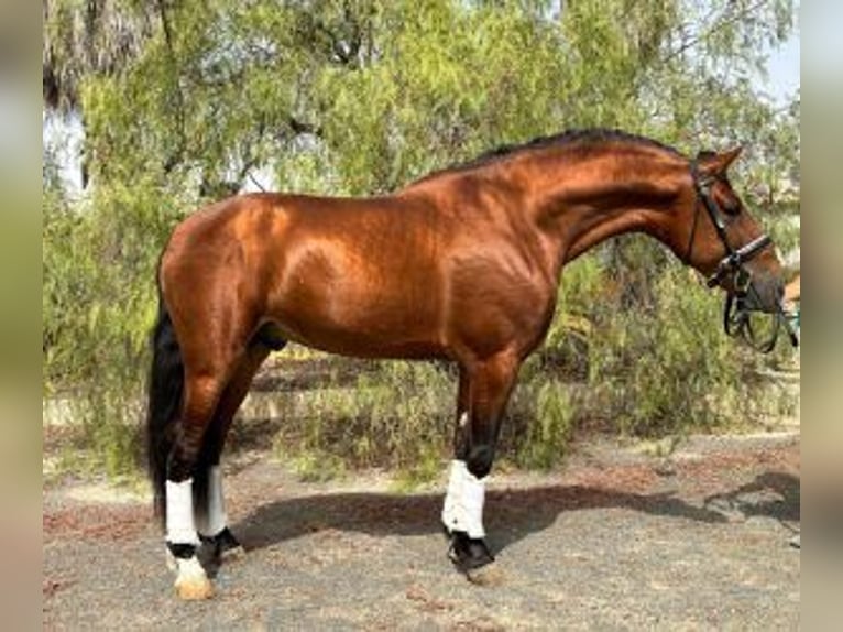 Other Breeds Mix Stallion 7 years 16 hh Bay in Alicante/Alacant