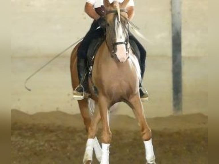 Other Breeds Mix Stallion 7 years 16,1 hh Overo-all-colors in Sevilla