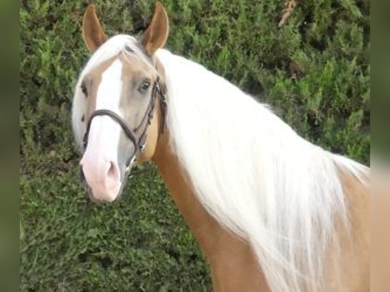 Other Breeds Mix Stallion 7 years 16,1 hh Overo-all-colors in Sevilla