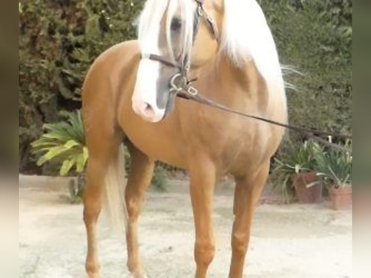 Other Breeds Mix Stallion 7 years 16,1 hh Overo-all-colors in Sevilla