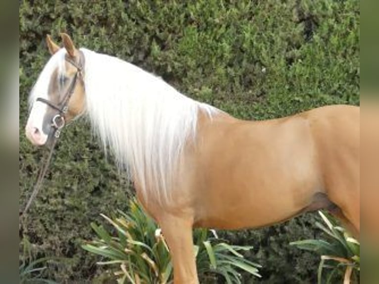 Other Breeds Mix Stallion 7 years 16,1 hh Overo-all-colors in Sevilla