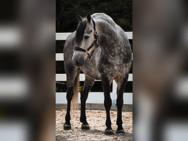 Other Breeds Stallion 8 years 15.1 hh Grey-Dark-Tan in Nettersheim