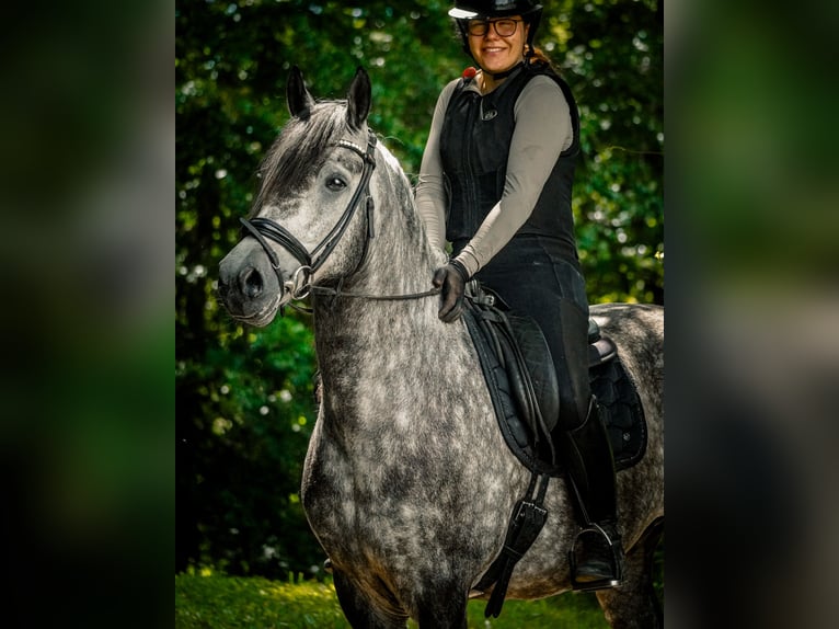 Other Breeds Stallion 8 years 15.1 hh Grey-Dark-Tan in Nettersheim