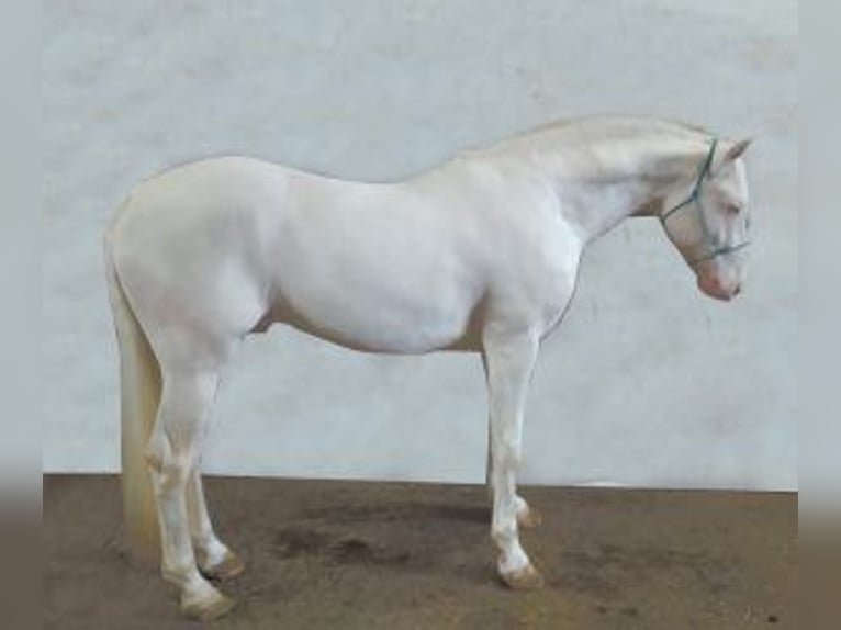 Other Breeds Mix Stallion 8 years 15.1 hh Overo-all-colors in Gijon