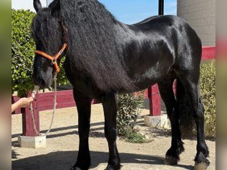 Other Breeds Mix Stallion 8 years 15,2 hh Black in Sevilla