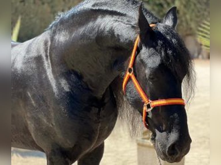 Other Breeds Mix Stallion 8 years 15,2 hh Black in Sevilla