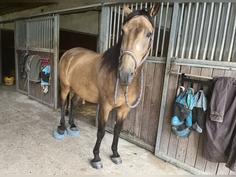 Other Breeds Stallion 8 years 15 hh Buckskin in Niederkr&#xFC;chten