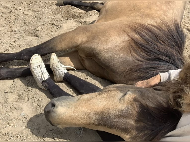Other Breeds Stallion 8 years 15 hh Buckskin in Niederkr&#xFC;chten