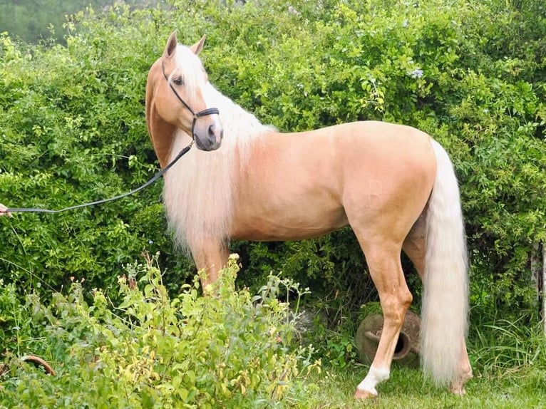 Other Breeds Mix Stallion 8 years 16,1 hh Palomino in Navas Del Madroño