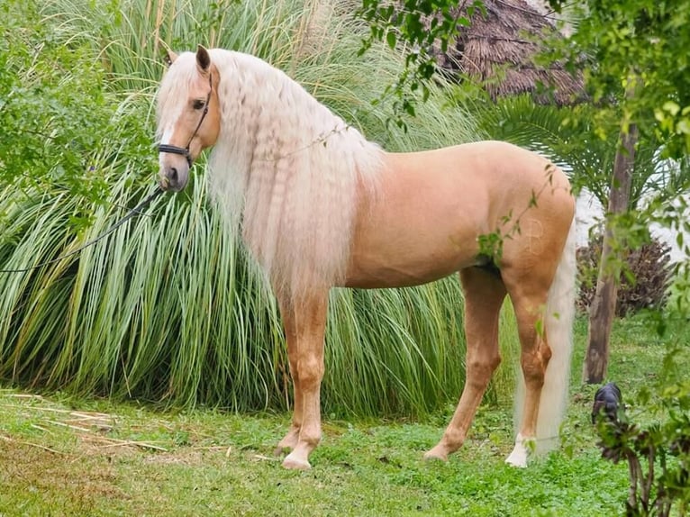 Other Breeds Mix Stallion 8 years 16,1 hh Palomino in Navas Del Madroño