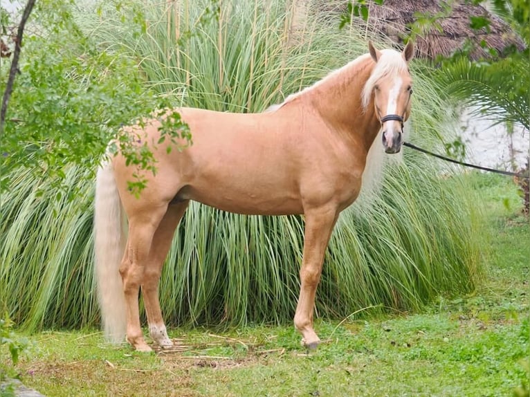 Other Breeds Mix Stallion 8 years 16,1 hh Palomino in Navas Del Madroño