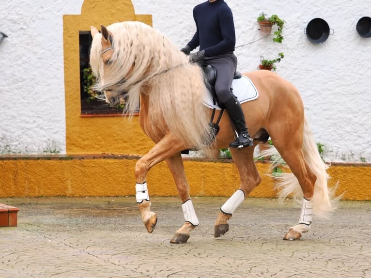 Other Breeds Mix Stallion 8 years 16,1 hh Palomino in Navas Del Madroño