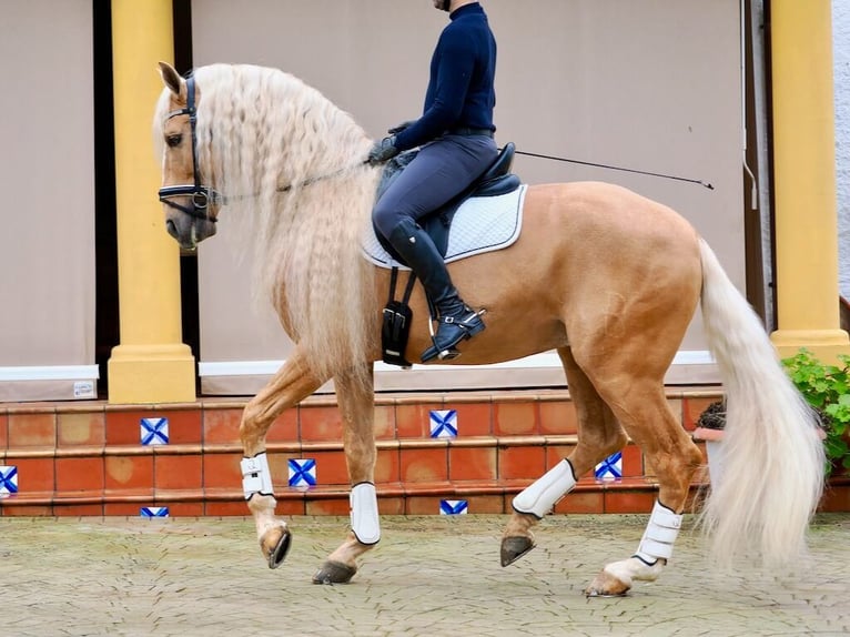 Other Breeds Mix Stallion 8 years 16,1 hh Palomino in Navas Del Madroño