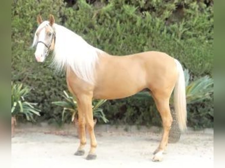 Other Breeds Mix Stallion 8 years 16,1 hh Overo-all-colors in Sevilla