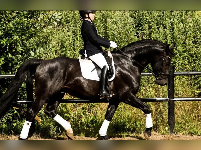 Other Breeds Stallion 8 years 16,2 hh Black in Vesthimmerland, Aalborg
