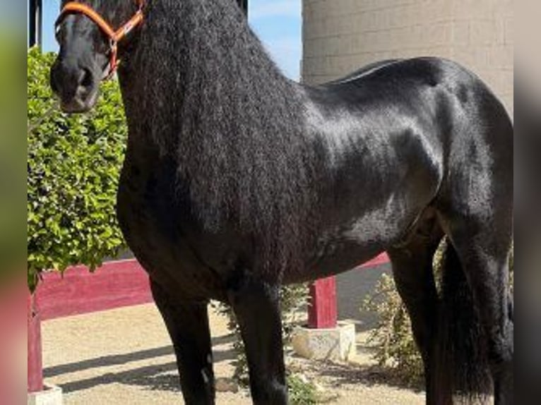 Other Breeds Mix Stallion 9 years 15,2 hh Black in Sevilla