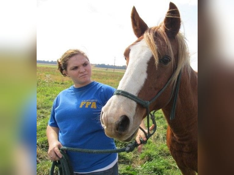 Other Breeds Stallion 9 years 5,3 hh Brown in Mojave