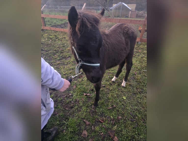 Other Breeds Stallion Foal (01/2024) 11,2 hh Black in Bassum