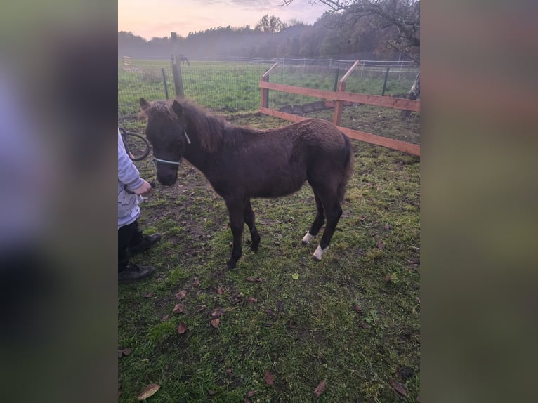 Other Breeds Stallion Foal (01/2024) 11,2 hh Black in Bassum