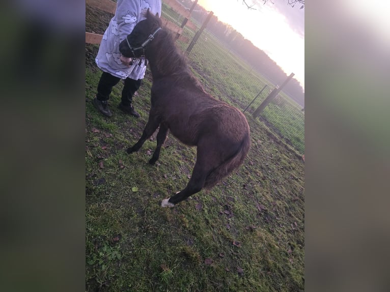 Other Breeds Stallion Foal (01/2024) 11,2 hh Black in Bassum