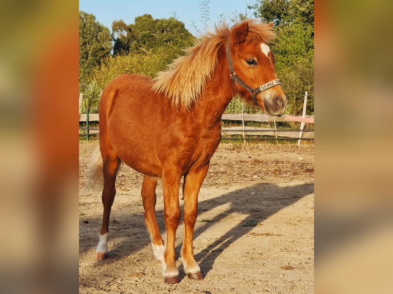 Other Breeds Stallion Foal (02/2024) 11,2 hh Chestnut-Red in Allègre les fumades