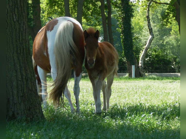 Other Breeds Stallion  13,2 hh Chestnut-Red in Lathen