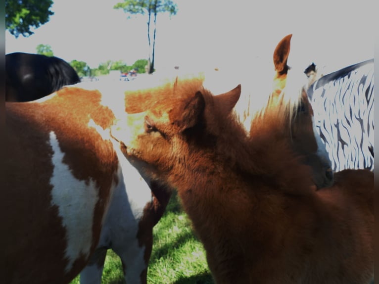 Other Breeds Stallion  13,2 hh Chestnut-Red in Lathen