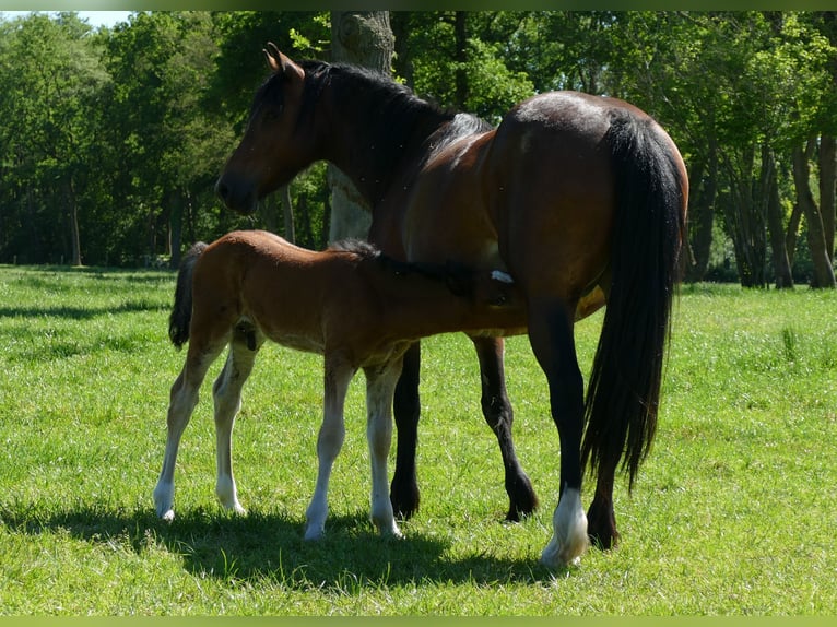 Other Breeds Stallion Foal (04/2026) 14.1 hh Brown in Lathen