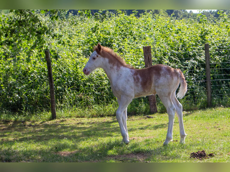 Other Breeds Mix Stallion Foal (05/2026) 14.3 hh Sabino in Valeyrac