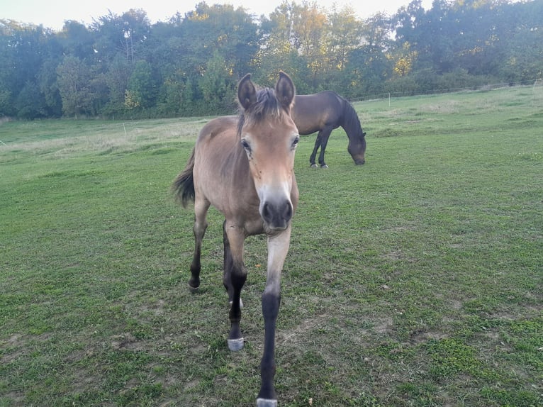 Other Breeds Mix Stallion Foal (04/2025) 14,2 hh Brown in Tasnovice