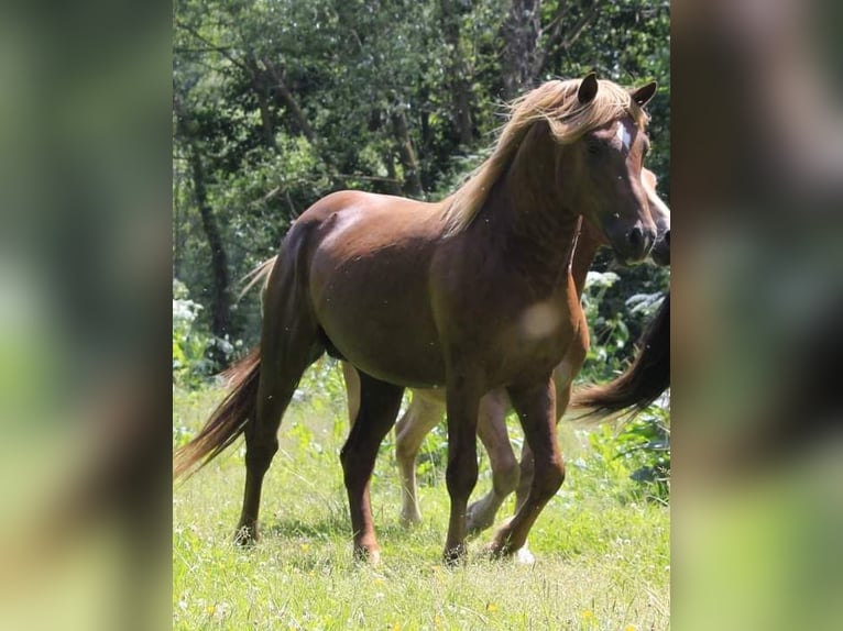 Other Breeds Mix Stallion Foal (04/2025) 14,2 hh Brown in Tasnovice