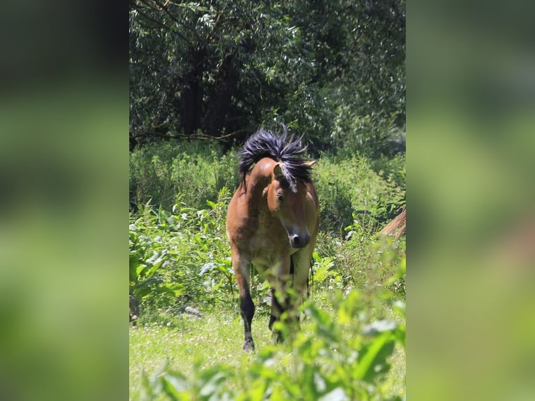Other Breeds Mix Stallion Foal (04/2025) 14,2 hh Brown in Tasnovice